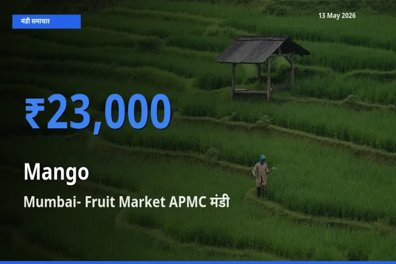 आज आम के सबसे ऊँचे दाम ₹23,000 Mumbai- Fruit Market APMC मंडी में