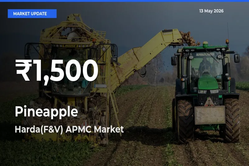 Pineapple Hits 30-Day Low in Harda(F&V) APMC
