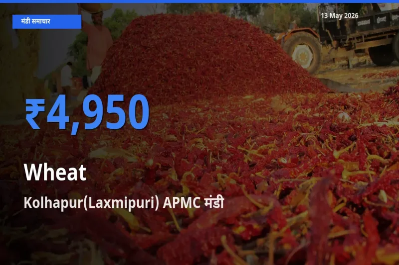 Kolhapur(Laxmipuri) APMC मंडी में आज गेहूँ के सबसे ऊँचे दाम दर्ज