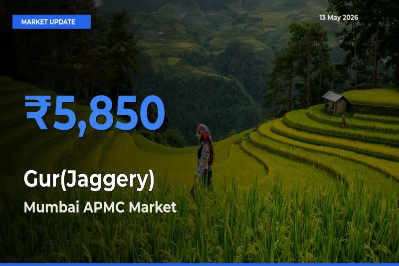 Farmers Prefer Mumbai APMC as Gur(Jaggery) Hits Highest Rate