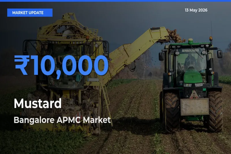 Market Watch: Bangalore APMC Becomes Top Mandi for Mustard