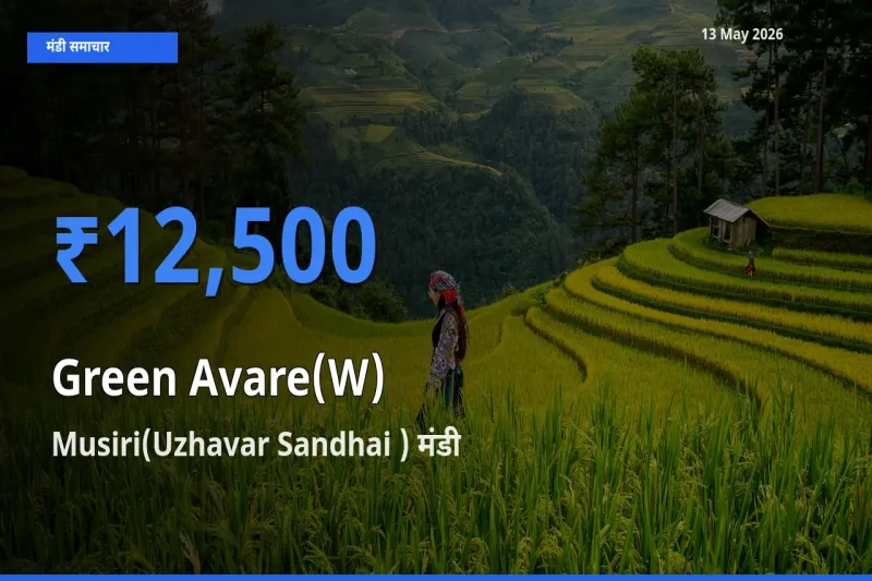 बाज़ार संकेत: Musiri(Uzhavar Sandhai ) बना हरी सेम के लिए आज की टॉप मंडी