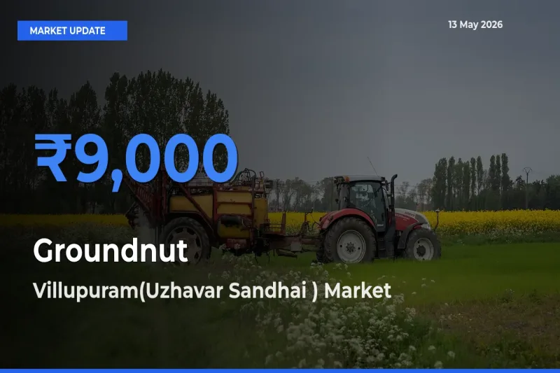 Villupuram(Uzhavar Sandhai ) Leads as Top Mandi for Groundnut Prices