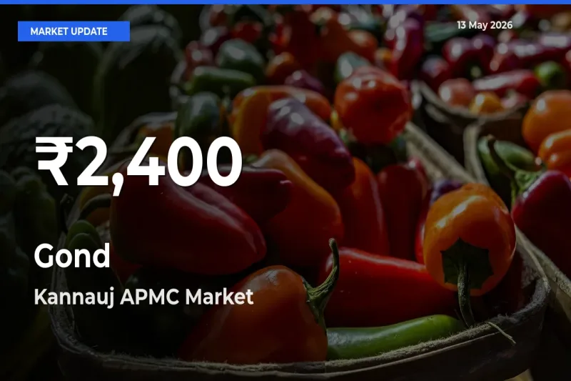 Sharp Fall! Gond Prices Drop to 30-Day Low in Kannauj APMC