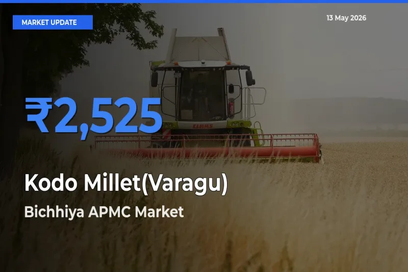 Bichhiya APMC Offers ₹2,525 – Highest Kodo Millet(Varagu) Rate Today