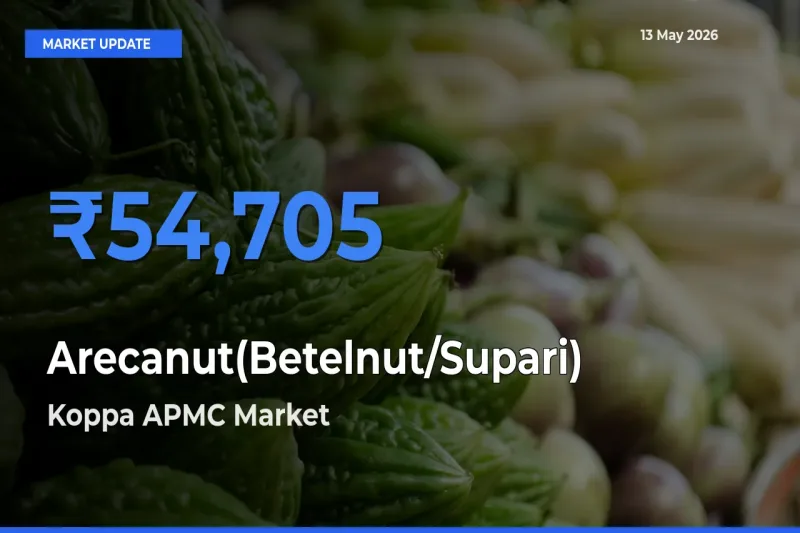 Koppa APMC Records Highest ₹54,705 Rate for Arecanut(Betelnut/Supari)