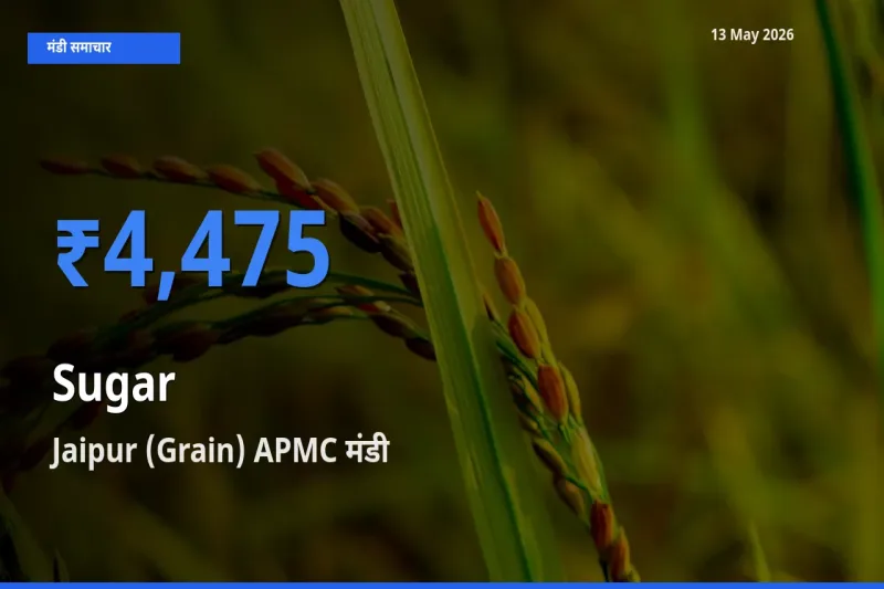 Jaipur (Grain) APMC में चीनी का आज सबसे ऊँचा भाव