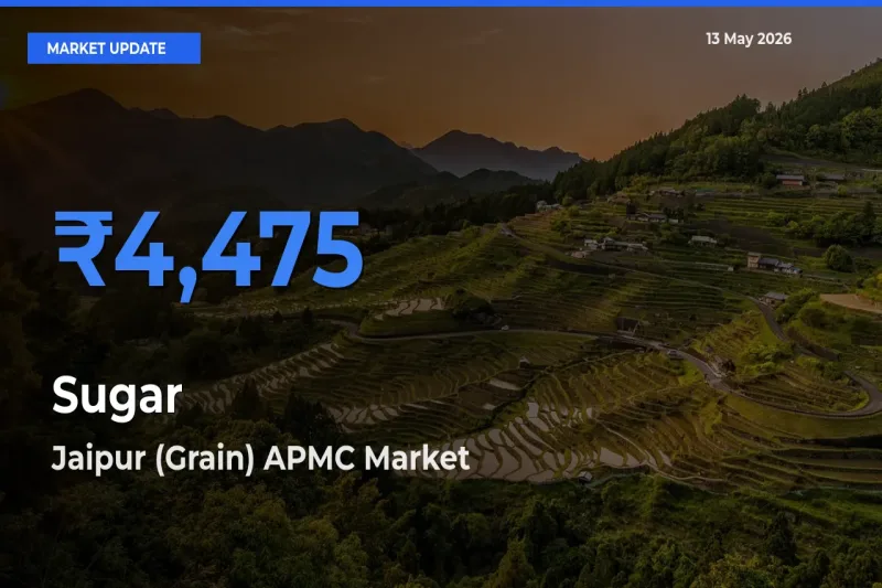 Top Performer! Jaipur (Grain) APMC Offers Best Sugar Price Today