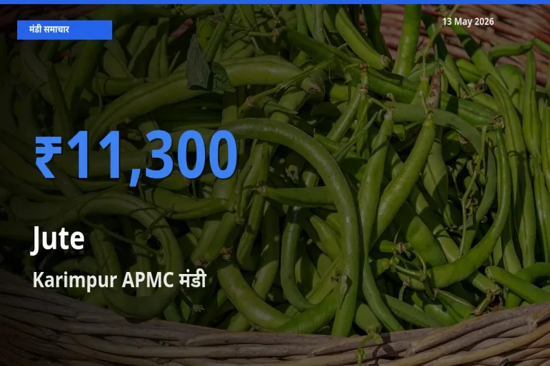 Karimpur APMC मंडी में जूट ₹11,300 पर पहुँचा – आज का सर्वोच्च भाव