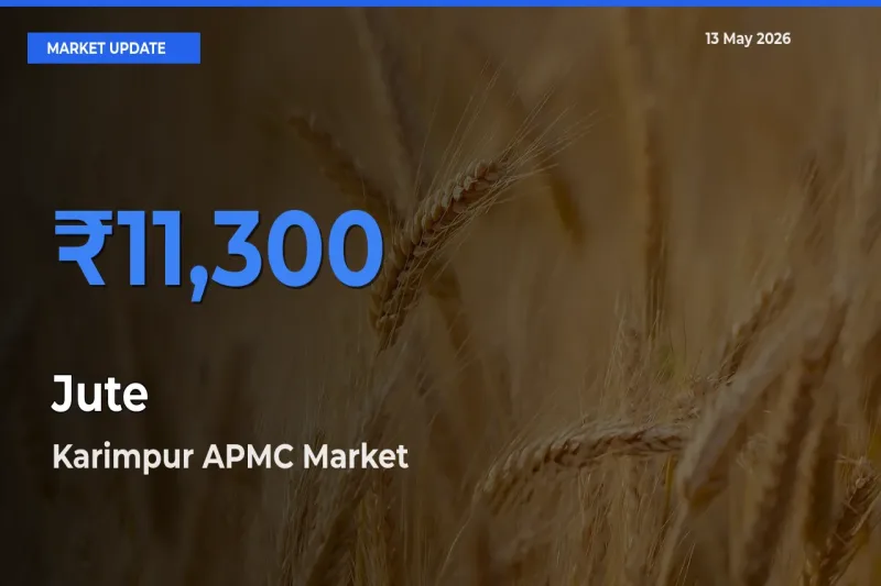 Market Watch: Karimpur APMC Becomes Top Mandi for Jute