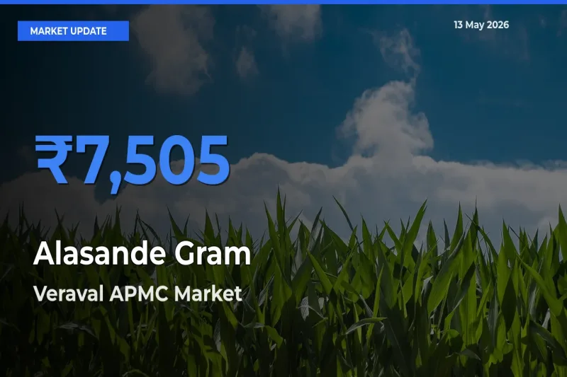 Veraval APMC Records Highest ₹7,505 Rate for Alasande Gram