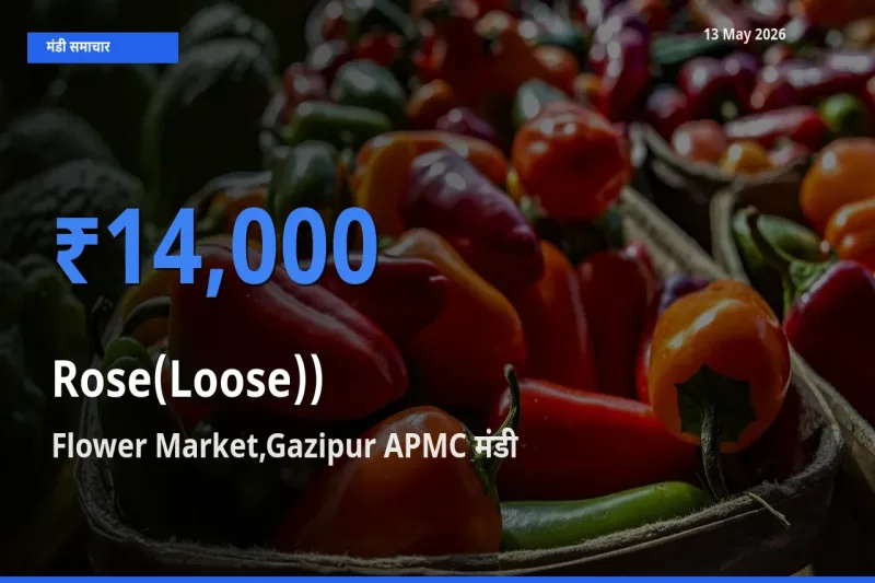 आज का मंडी भाव: गुलाब(ढीला)) के सबसे ज़्यादा दाम Flower Market,Gazipur APMC में