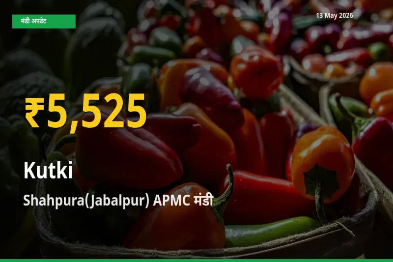 कुटकी के दामों में रिकॉर्ड तेज़ी, Shahpura(Jabalpur) APMC
