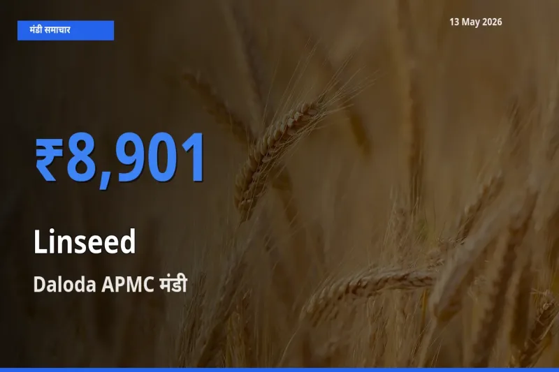 आज अलसी के सबसे ज़्यादा दाम Daloda APMC मंडी में दर्ज