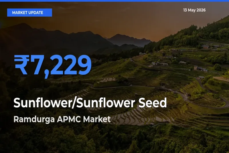 Ramdurga APMC Offers ₹7,229 – Highest Sunflower/Sunflower Seed Rate Today