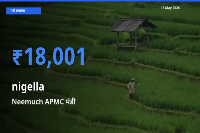 Neemuch APMC मंडी में कलौंजी ₹18,001 पर पहुँचा – आज का सर्वोच्च भाव