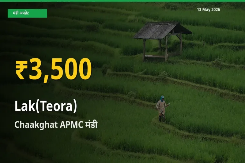 रिकॉर्ड तेज़ी! Chaakghat APMC में लाक(टेओरा) ₹3,500 पर पहुँचा