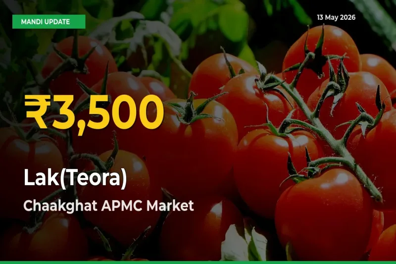 Fresh Record! Lak(Teora) Price Climbs to New High in Chaakghat APMC