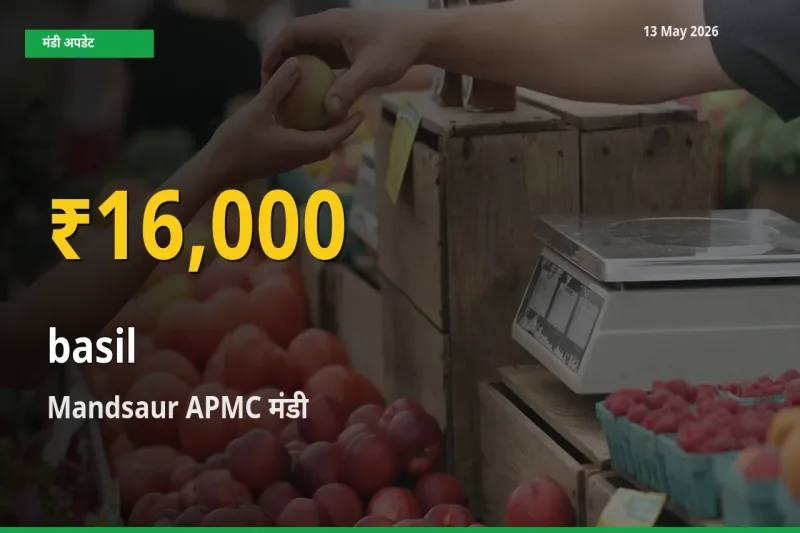 तुलसी के दामों ने बनाया नया रिकॉर्ड, Mandsaur APMC में तेज़ी