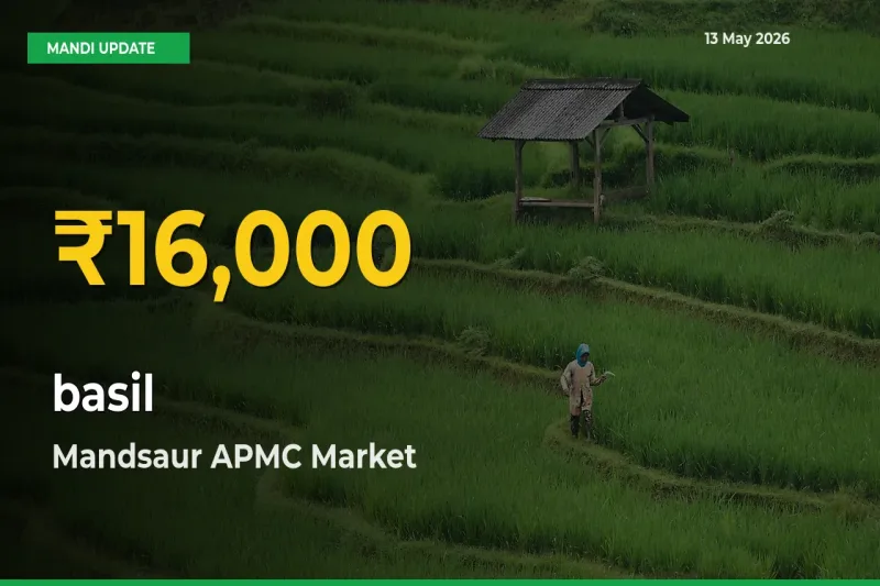 basil Prices Soar to Record High in Mandsaur APMC – Farmers Alert Today