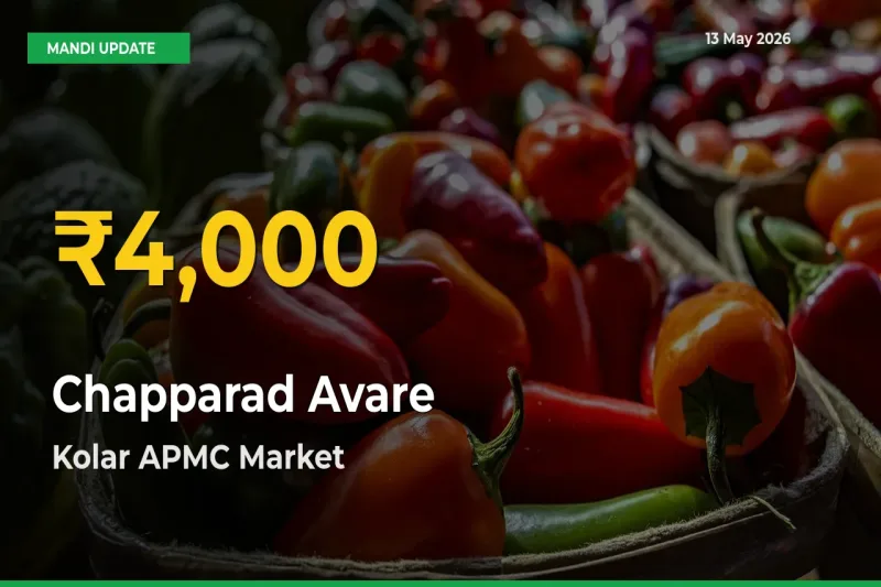 Chapparad Avare Mandi Rate Surges Today in Kolar APMC – Highest Level in 30 Days