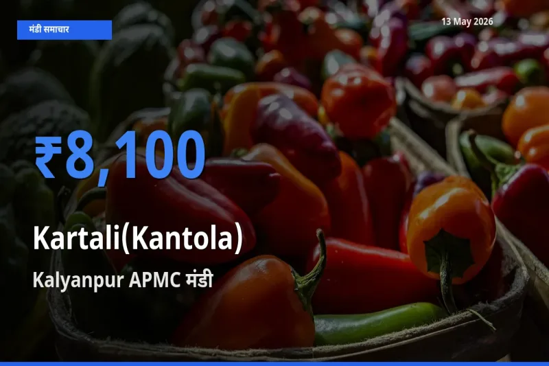 Kalyanpur APMC मंडी में आज कंटोला के सबसे ऊँचे दाम दर्ज