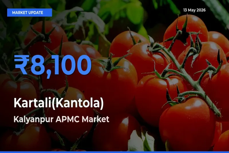 Top Performer! Kalyanpur APMC Offers Best Kartali(Kantola) Price Today