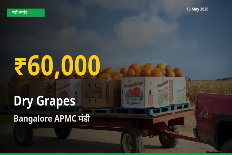 किशमिश के दामों ने बनाया नया रिकॉर्ड, Bangalore APMC में तेज़ी