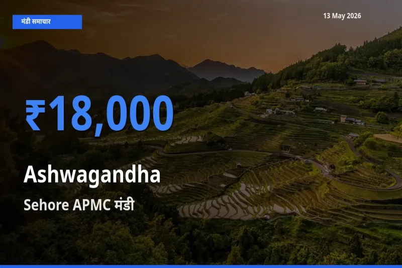 13 May अपडेट: अश्वगंधा के सबसे ऊँचे दाम Sehore APMC मंडी में