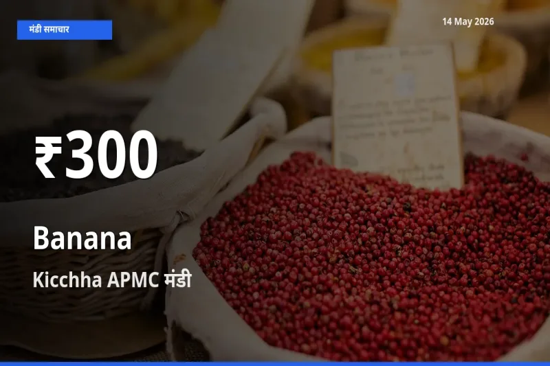 Kicchha APMC में केला के दाम 30 दिन के न्यूनतम स्तर पर, आज का मंडी भाव देखें