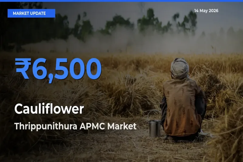 Cauliflower Mandi Rate Today: Thrippunithura APMC Tops the List