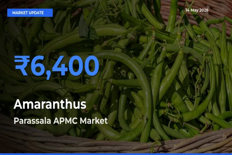 Parassala APMC Offers ₹6,400 – Highest Amaranthus Rate Today