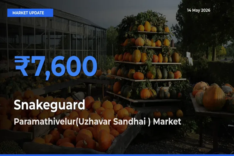 Paramathivelur(Uzhavar Sandhai ) Tops Snakeguard Rates – May 14 Market Update