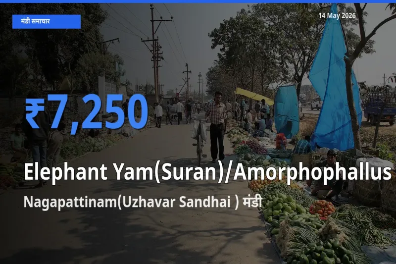 टॉप मंडी बना Nagapattinam(Uzhavar Sandhai )! जिमीकंद (सूरन) के सबसे ऊँचे दाम यहीं दर्ज