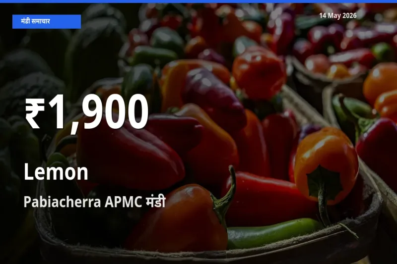 तेज़ गिरावट! Pabiacherra APMC में नींबू के दाम 30 दिन के निचले स्तर पर