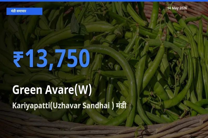 आज का मंडी भाव: हरी सेम के सबसे ज़्यादा दाम Kariyapatti(Uzhavar Sandhai ) में