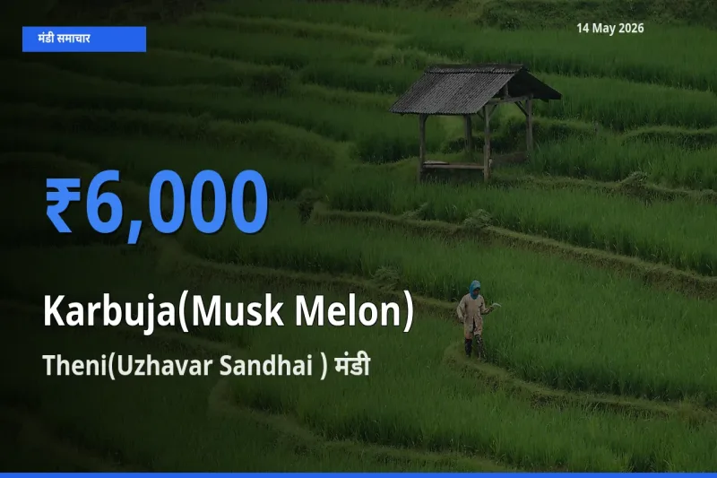 Theni(Uzhavar Sandhai ) मंडी में आज खरबूजा के सबसे ऊँचे दाम दर्ज