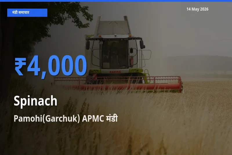 आज का मंडी भाव: पालक के सबसे ज़्यादा दाम Pamohi(Garchuk) APMC में