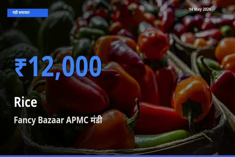 टॉप मंडी बना Fancy Bazaar APMC! चावल के सबसे ऊँचे दाम यहीं दर्ज