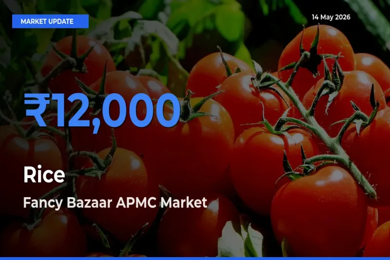 Fancy Bazaar APMC Tops Rice Mandi Rates Today