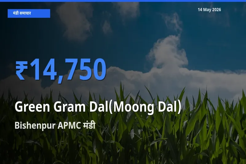 Bishenpur APMC में मूंग दाल का आज सबसे ऊँचा भाव