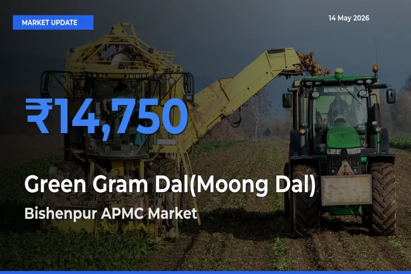 Farmers Prefer Bishenpur APMC as Green Gram Dal(Moong Dal) Hits Highest Rate