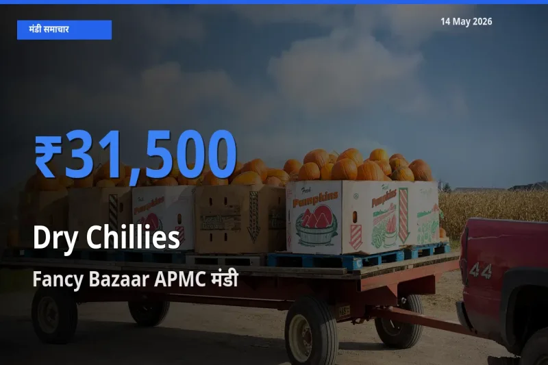 किसानों की पसंद बना Fancy Bazaar APMC, सूखी लाल मिर्च के सबसे अच्छे दाम