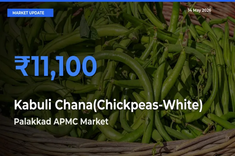 Market Watch: Palakkad APMC Becomes Top Mandi for Kabuli Chana(Chickpeas-White)