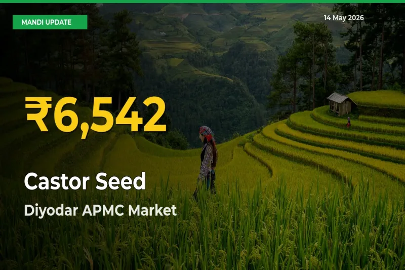Castor Seed Hits Fresh High in Diyodar APMC Today