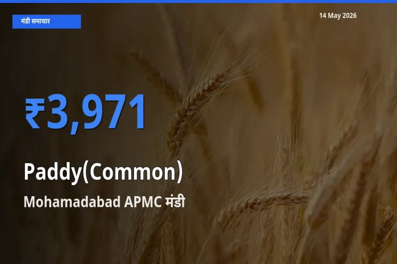 Mohamadabad APMC मंडी में धान (सामान्य) ₹3,971 पर पहुँचा – आज का सर्वोच्च भाव