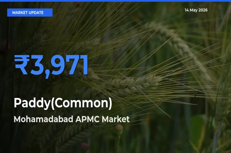Top Performer! Mohamadabad APMC Offers Best Paddy(Common) Price Today