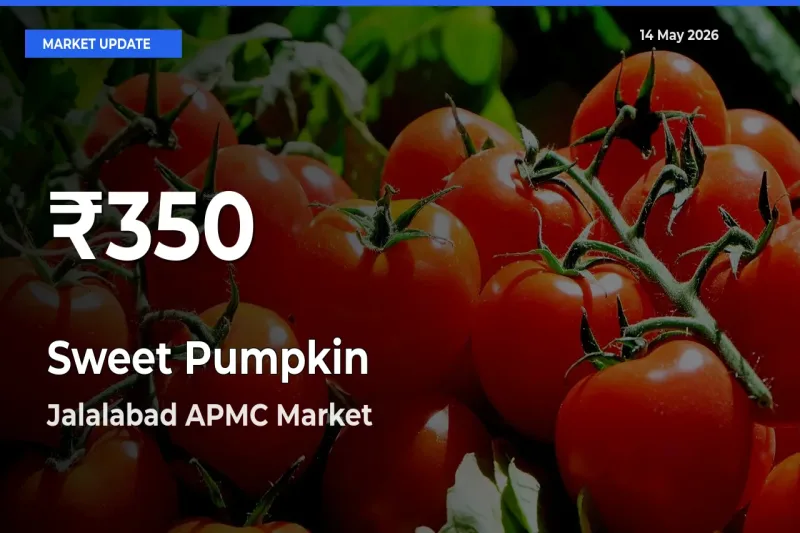 Sweet Pumpkin Prices Touch 30-Day Low in Jalalabad APMC – May 14 Update