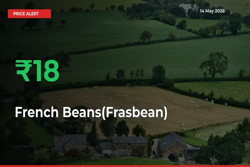 French Beans(Frasbean) Prices Rise 17.97% in a Day at Major Mandis