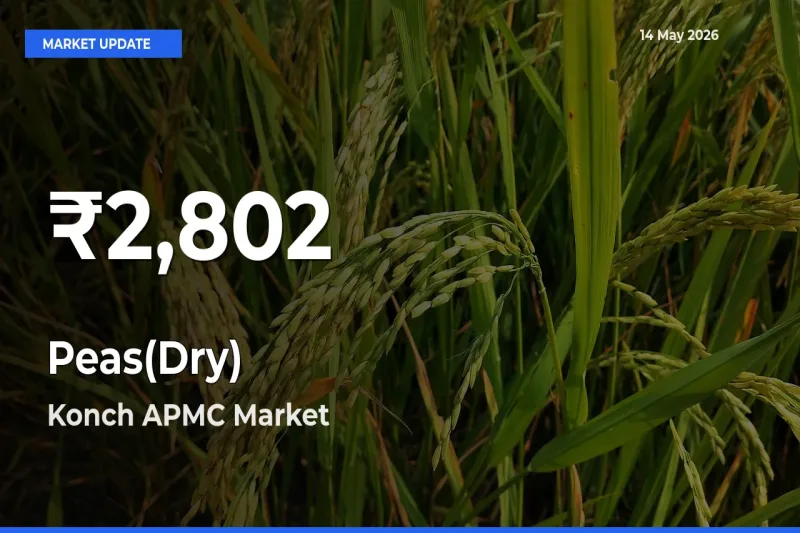 Big Drop! Peas(Dry) Slides to 30-Day Low at Konch APMC